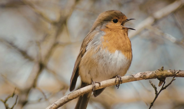 Estudio revela patrones básicos en el canto de las aves