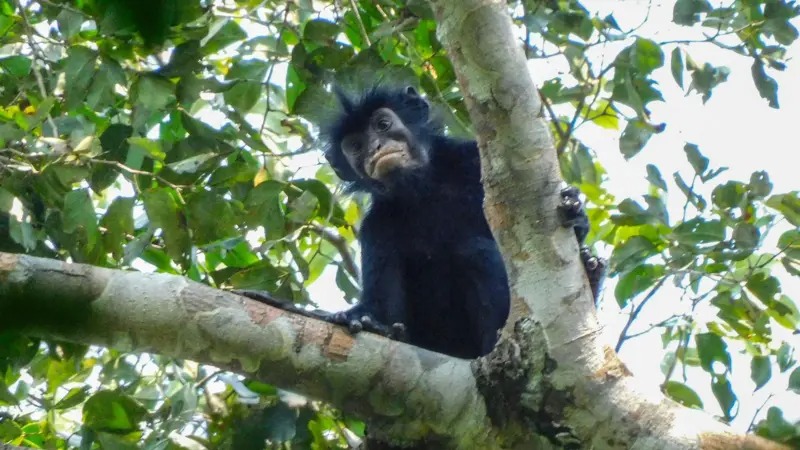 Descubren nueva especie de mono en la República del Congo