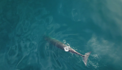 Se siguen avistando ballenas Sei en las costas chubutenses