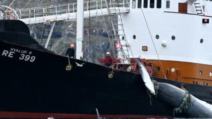 En Islandia reanudan la caza comercial de ballenas