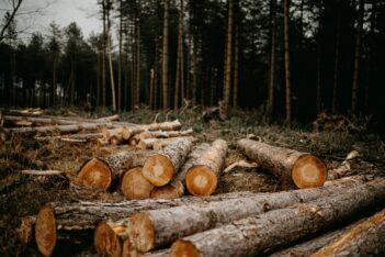 Argentina perdió más de 550 mil hectáreas de bosque nativo