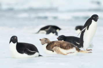 La ruta de los pingüinos Adelia obligan a mover turbinas eólicas en la Antártida