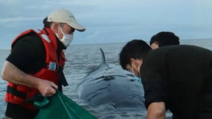Rescataron una ballena sei varada en el Río de la Plata