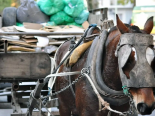 Proponen prohibir la tracción a sangre en Buenos Aires