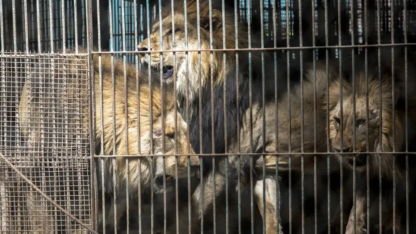 Trasladan 30 felinos del ex zoológico de Luján a Estados Unidos y a Sudáfrica