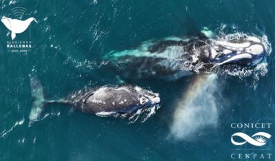 Registran por primera vez a una ballena de Península cruzando al océano Pacífico