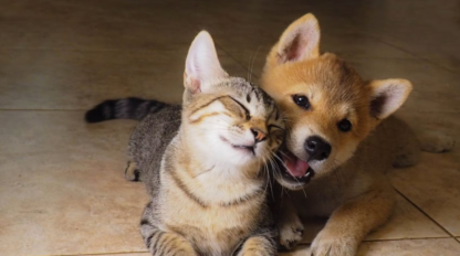 Animalito e’dios