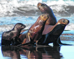 Denuncian que el descarte pesquero alteró la dieta de la fauna en el Mar Argentino