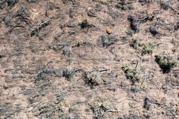 En seis meses se deforestaron más de 40 mil hectáreas