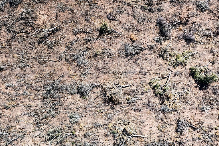 En los primeros seis meses de 2026 se deforestaron más de 40 mil hectáreas