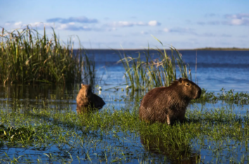 Entre Ríos busca crear una reserva transfronteriza junto a Corrientes, Uruguay y Brasil