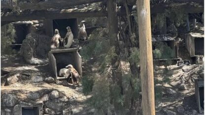 No saben qué hacer con los pingüinos del ex Aquarium