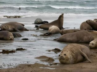 WCS participa en la creación del plan de manejo del elefante marino del sur en Chubut