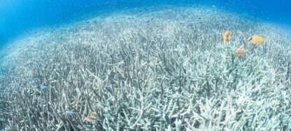 El calor de los océanos alcanzó un máximo histórico en julio