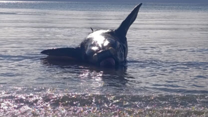 Un ballenato muerto fue hallado en la costa de Puerto Madryn