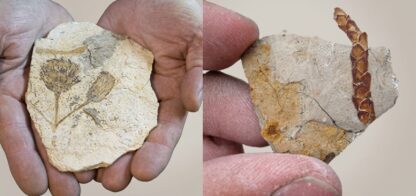 Trelew es sede del Congreso de Paleobotánica y Palinología