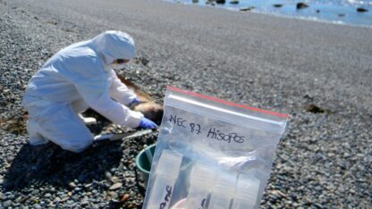 Confirman que la influenza aviar se transmite de madre a hijo en los lobos marinos