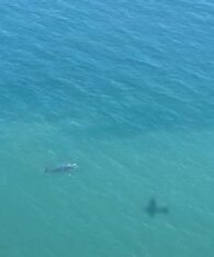 El Cenpat censó menos ballenas que en el 2025 pero aseguran que es normal