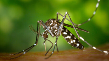 Exploran nueva estrategia para combatir el dengue y el zika