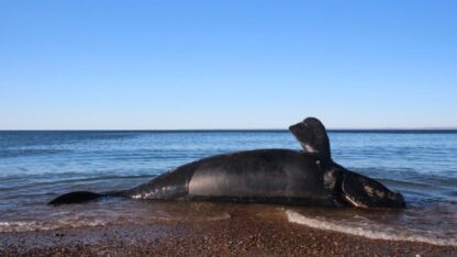 Reclaman más inversión para estudiar a las ballenas francas