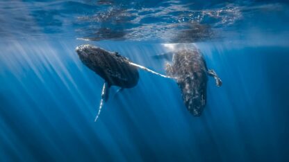 Confirman que el ruido de las embarcaciones reduce 45% la detección de cantos de ballena