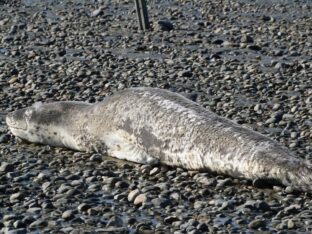 Santa Cruz: Avistan a una foca leopardo durmiendo en la costa