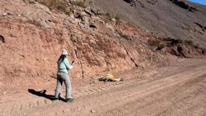 San Juan: Alerta por la muerte de guanacos en la cordillera