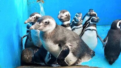Liberan a 40 pingüinos del ex Mar del Plata Aquarium en una reserva natural de Río Negro