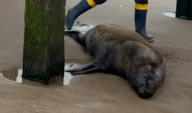 Matan de un disparo a un lobo marino cerca de Santa Teresita