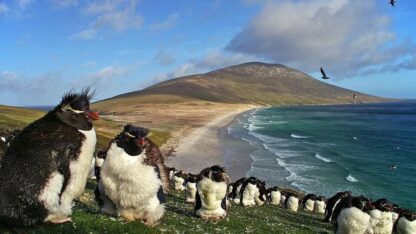 Suspenden el plan ambiental en Malvinas por la consulta popular sobre la salmonera