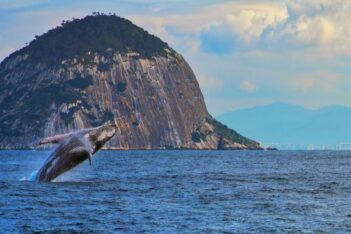 Recuperación histórica de las ballenas jorobadas en Brasil