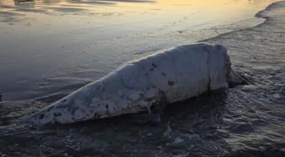 Alerta por la alta mortandad de ballenas en la temporada 2026