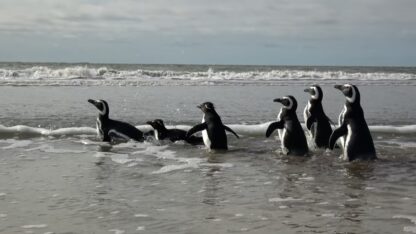 Vuelven al mar 6 pingüinos rescatados de redes y petróleo