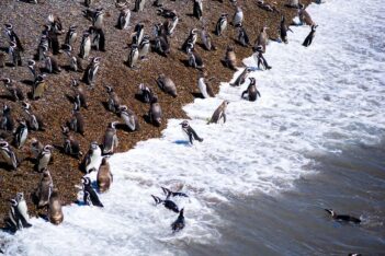 Chubut inauguró la Temporada de Pingüinos 2026/2027