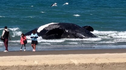Hallan otra ballena muerta en la costa de Puerto Madryn