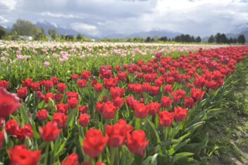Anuncios en una nueva Temporada de Tulipanes