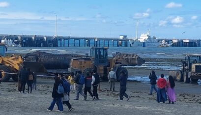 Hallan otra ballena muerta en Puerto Madryn