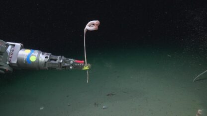 El Conicet descubre 57 nuevas especies en los cañones submarinos de Argentina