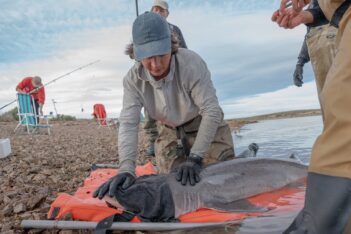 ¿Cuáles son los tiburones que habitan las costas de Chubut?