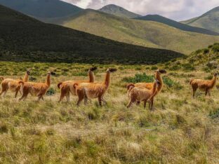 Científicos del Conicet piden cautela antes de habilitar la caza de guanacos en Río Negro